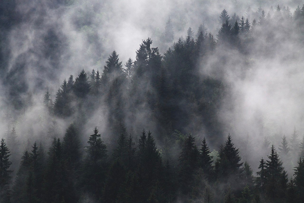 fir-trees-1835402_1280-3